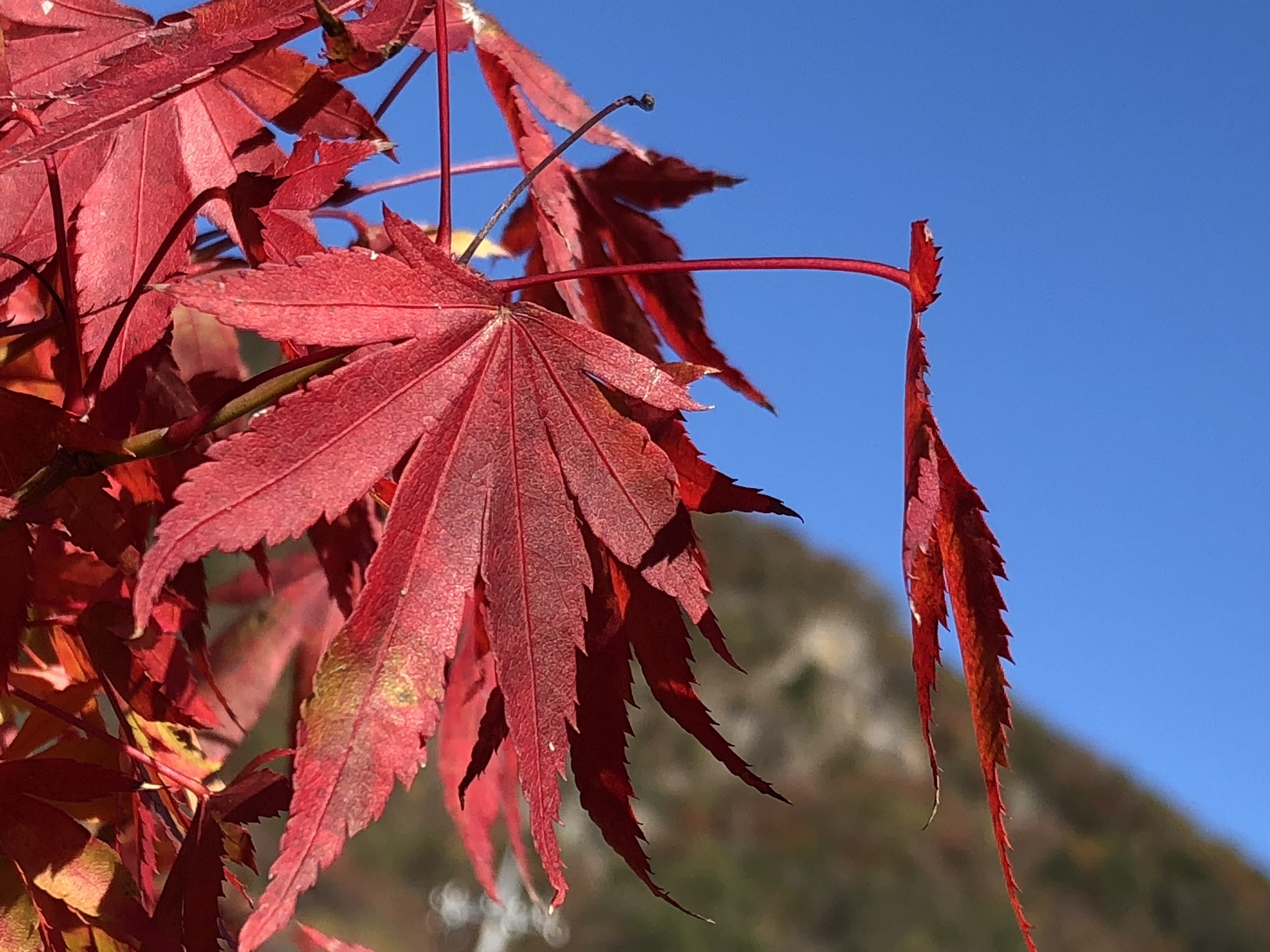 袋田の滝