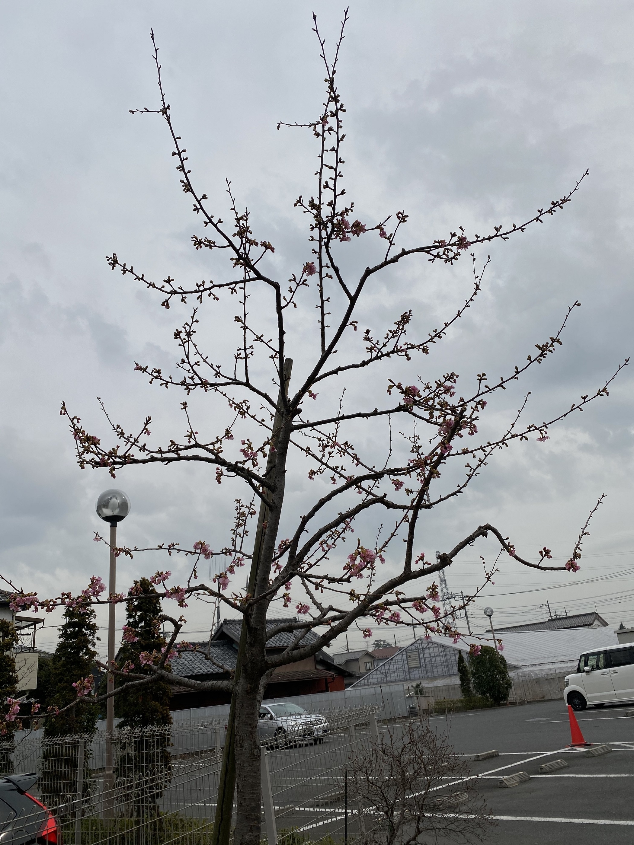 河津桜