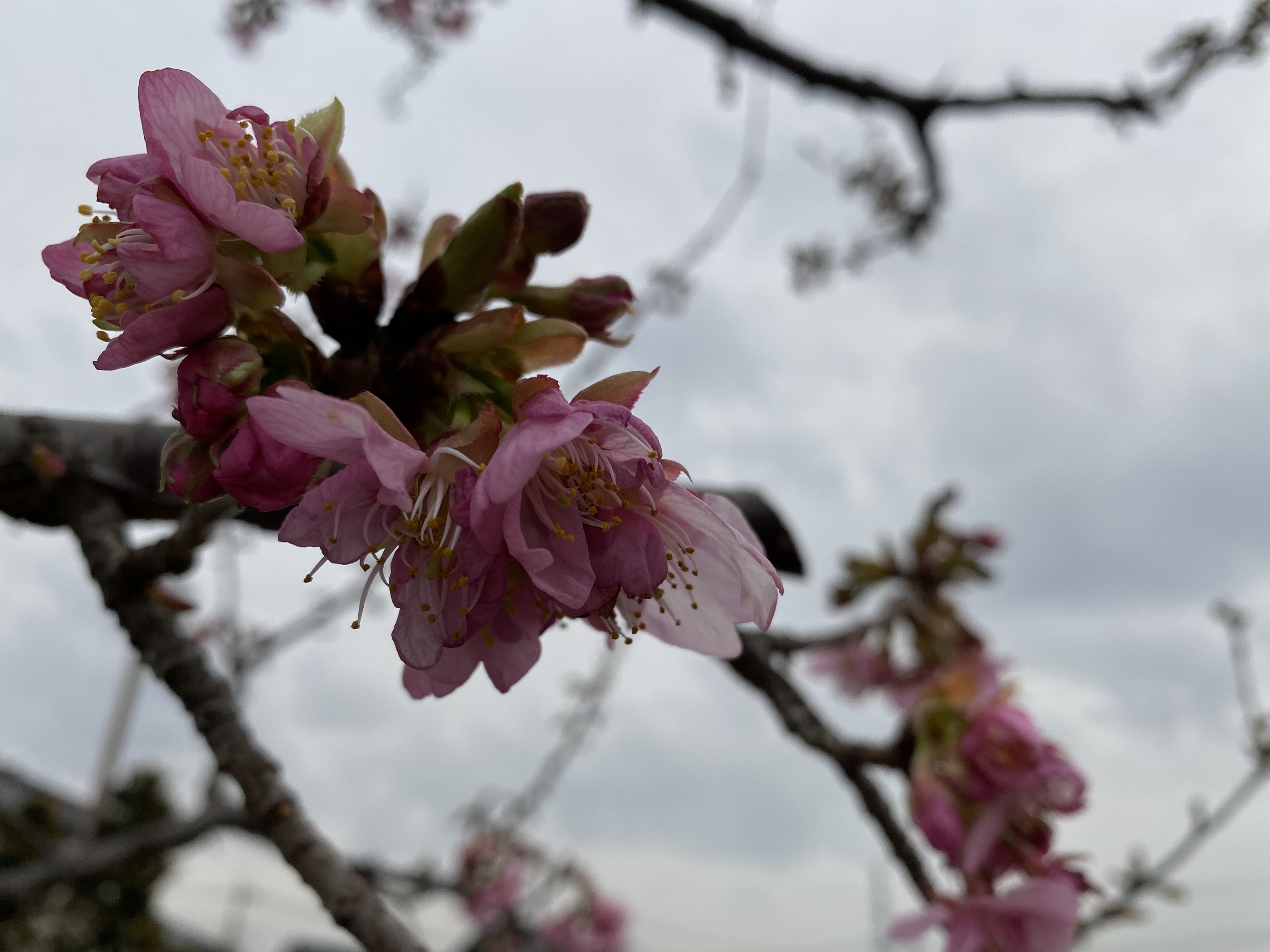 河津桜