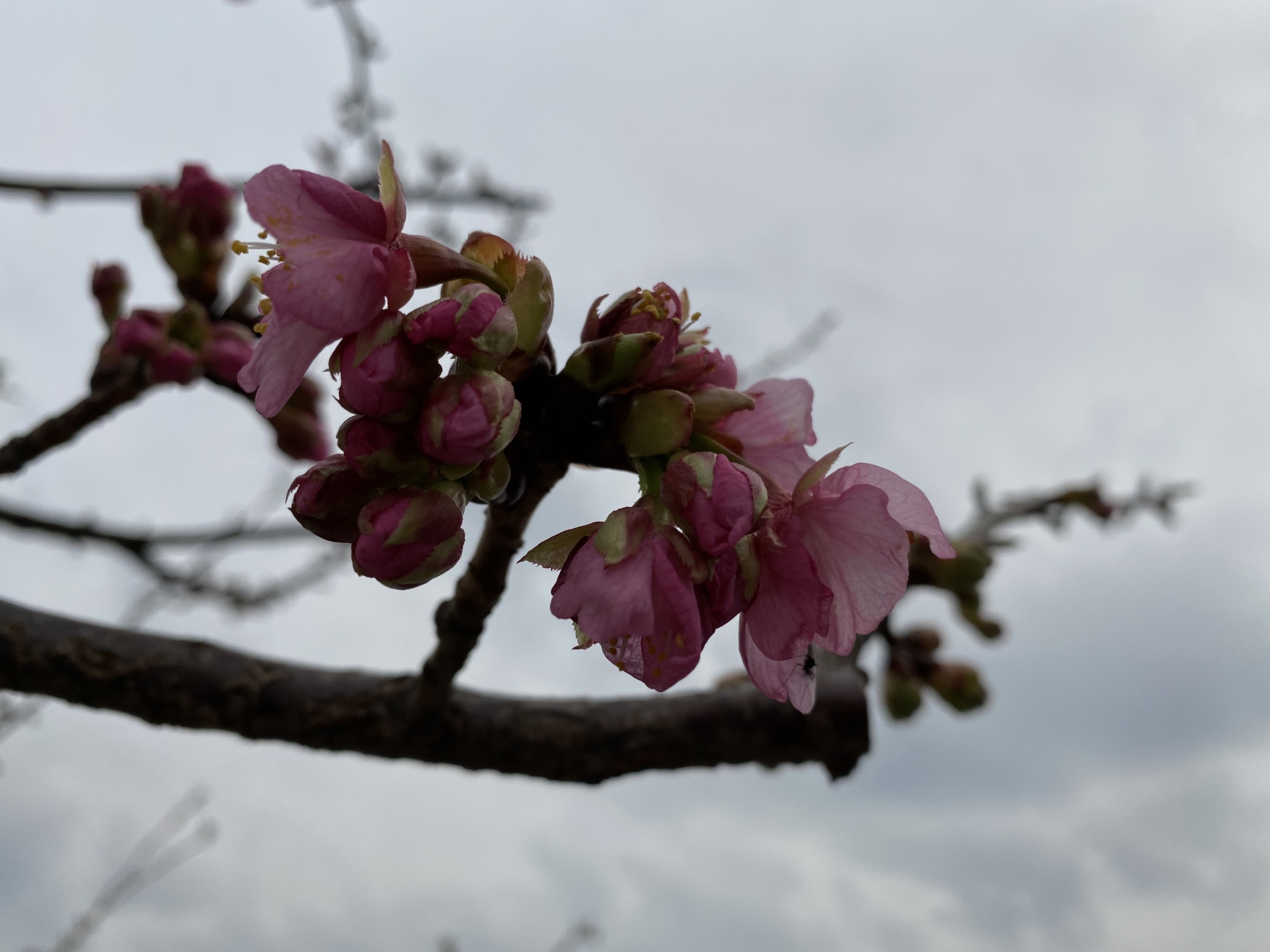 河津桜