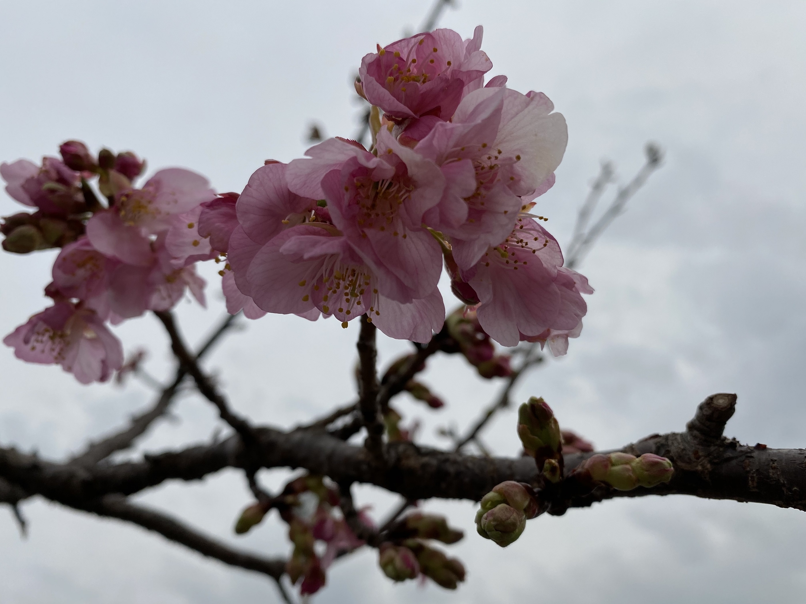 河津桜