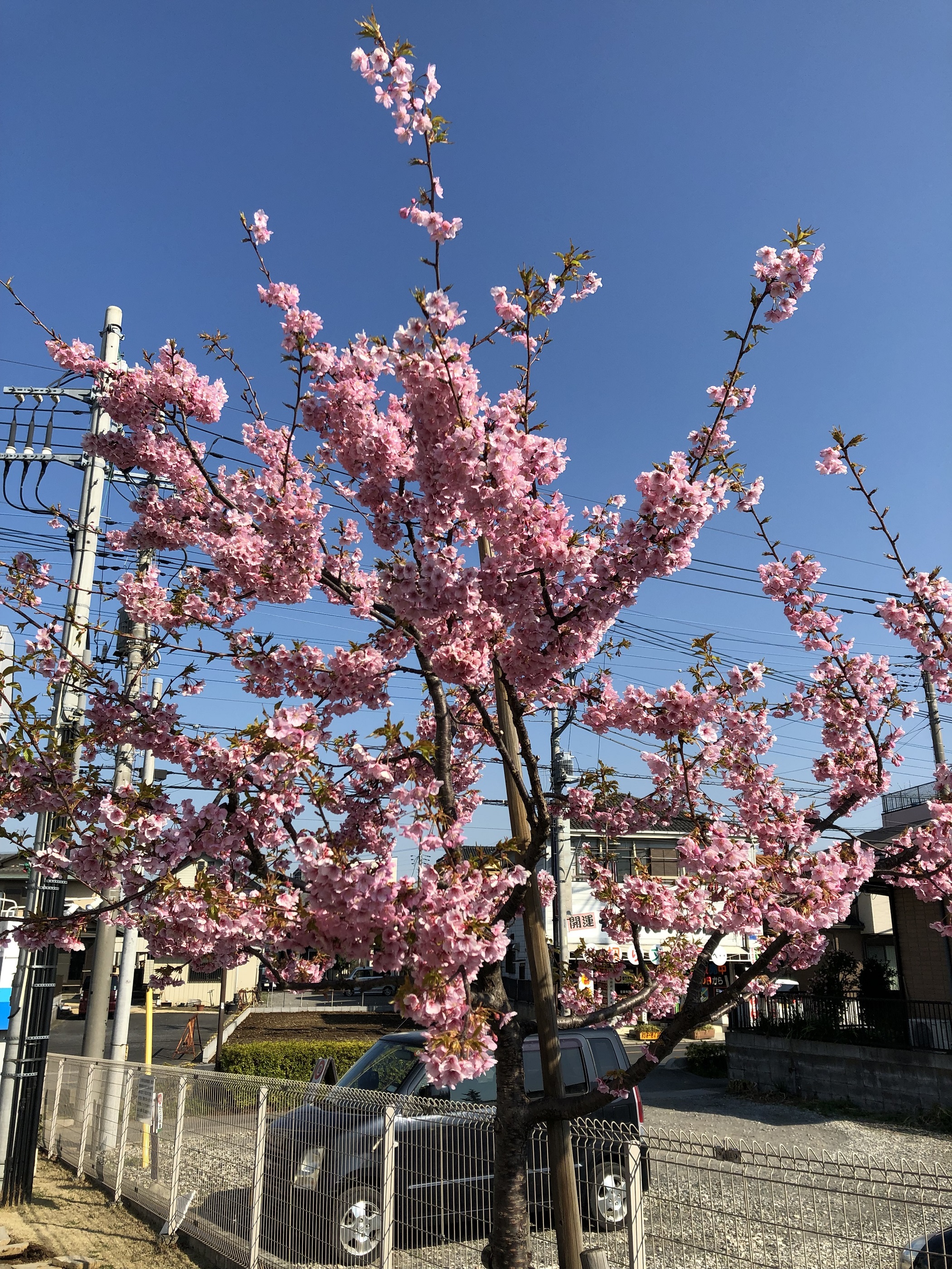 河津桜