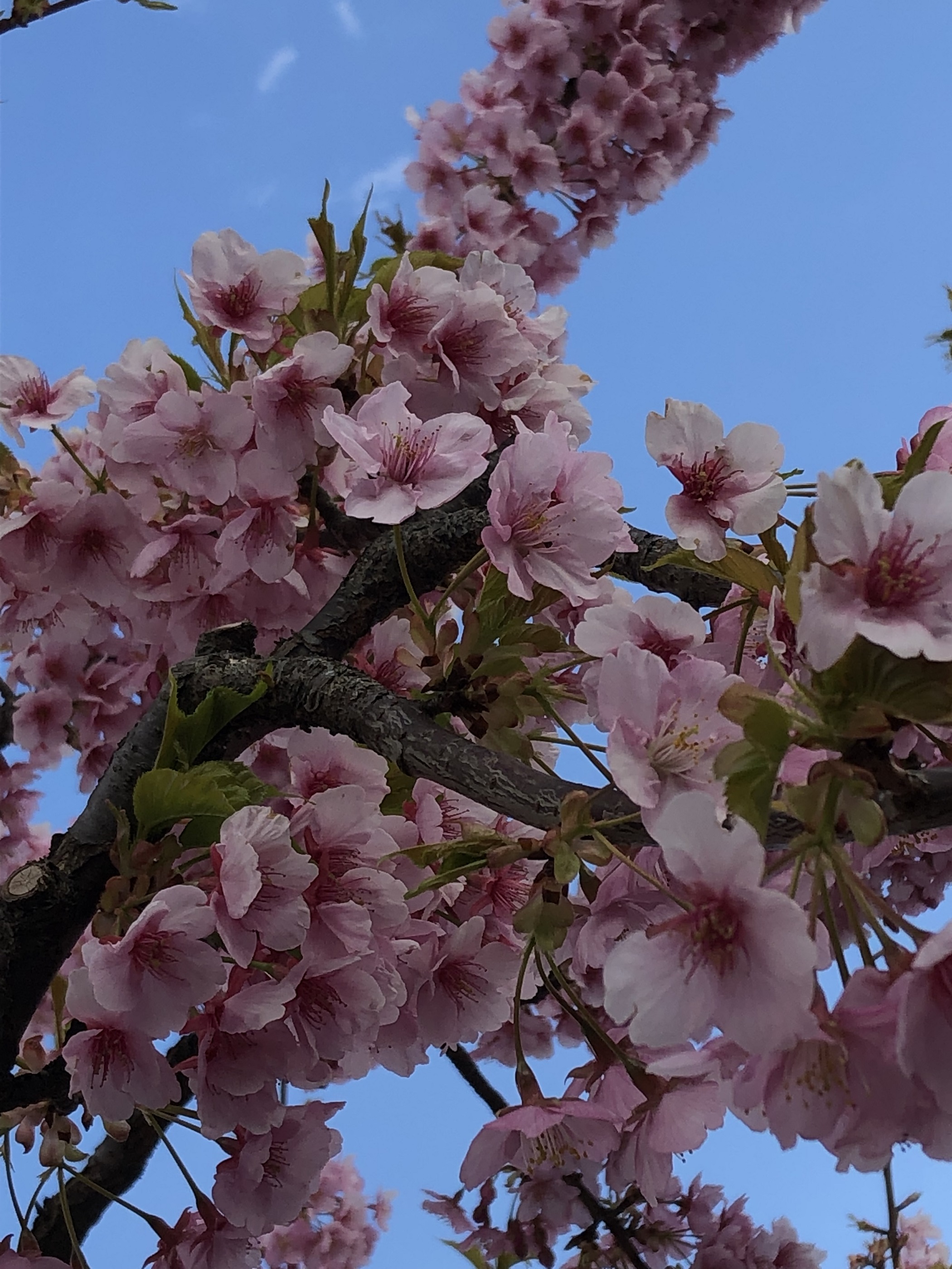 河津桜