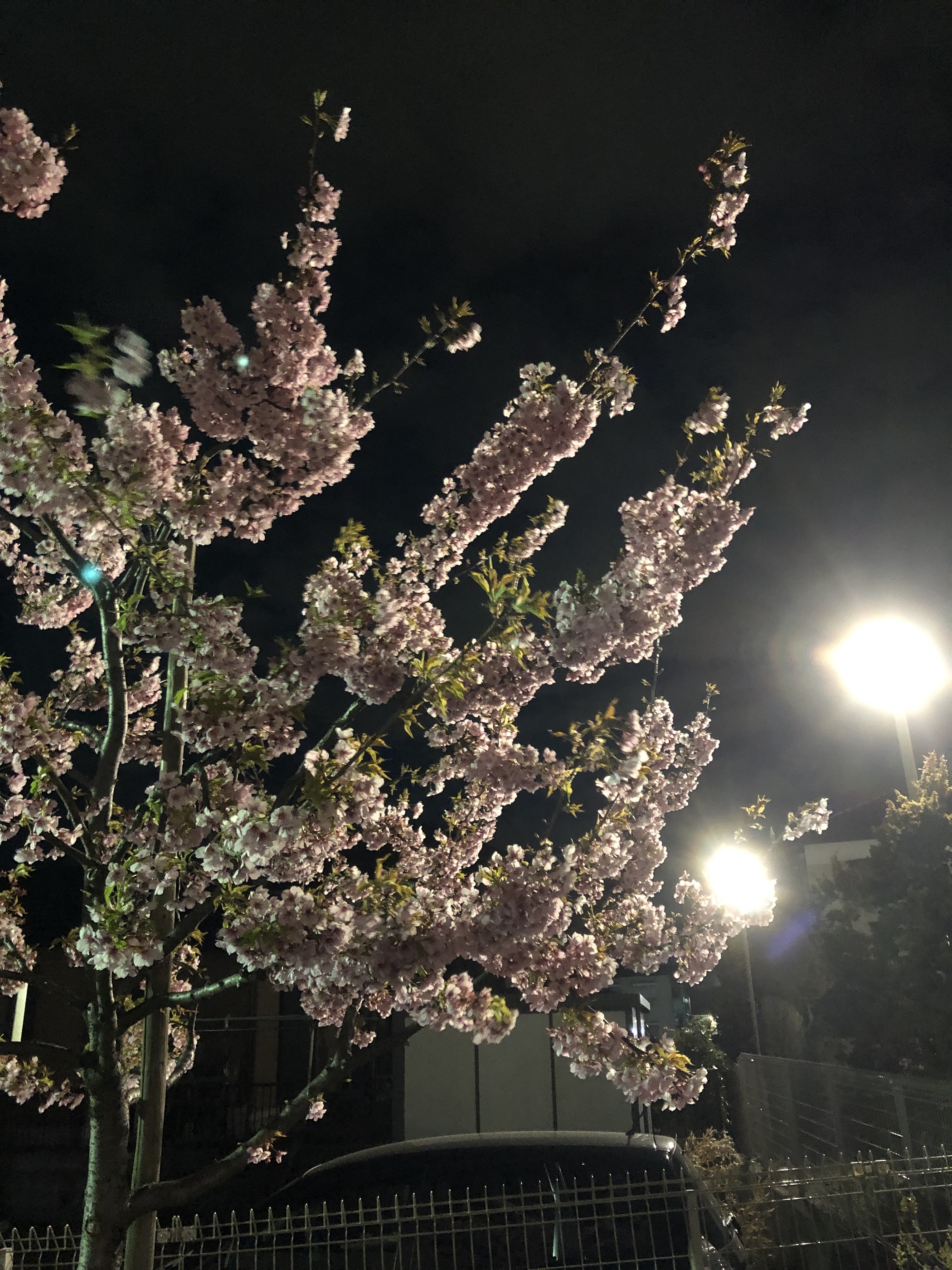 河津桜（夜）