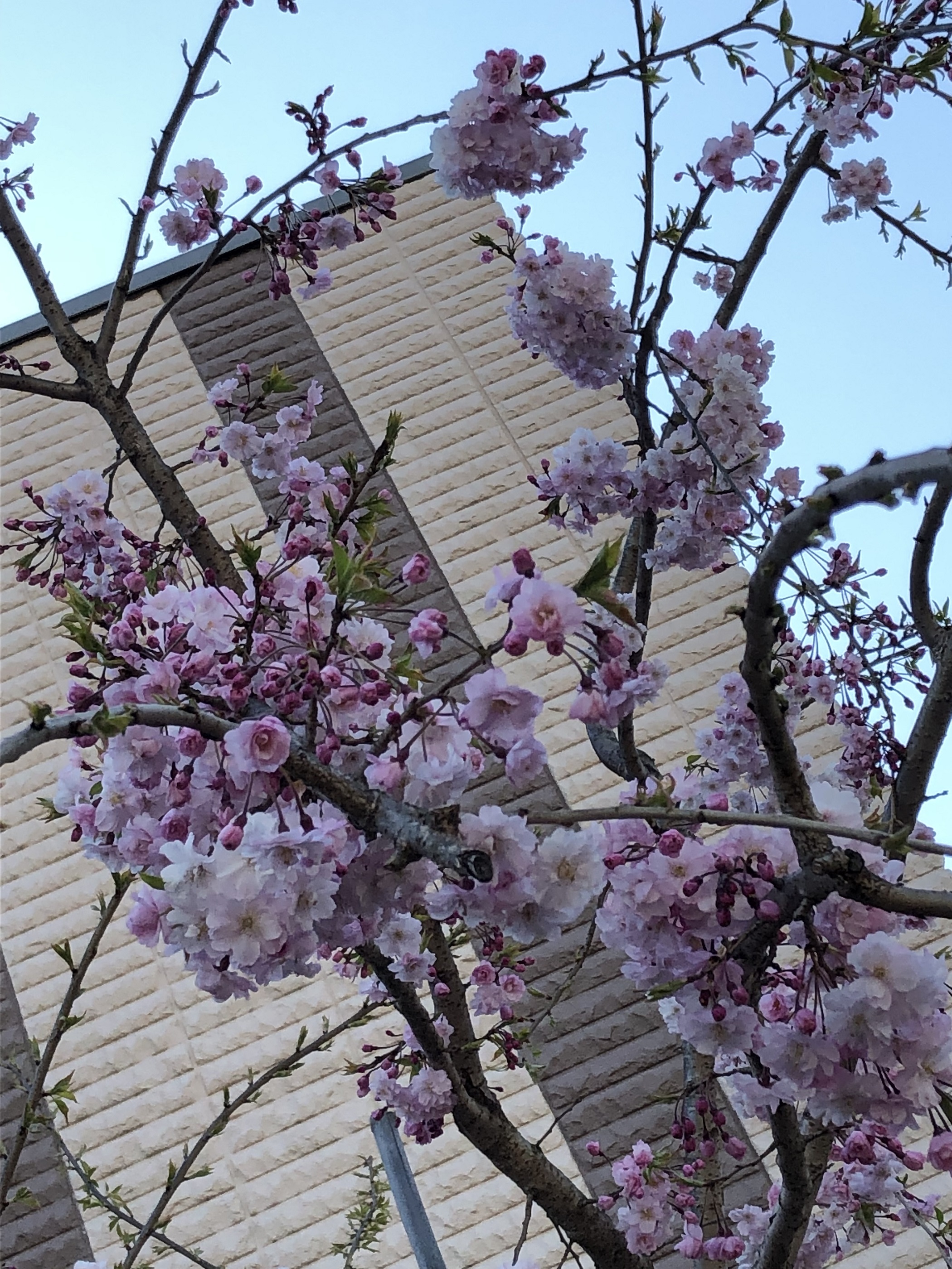 枝垂桜